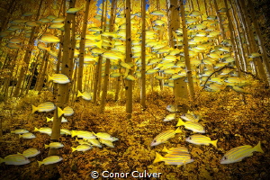 "Snapper Fall" part of my Underwater Surrealism body of w... by Conor Culver 
